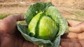Green Cabbage in vegetable garden.